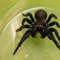 K'gari funnel web spider